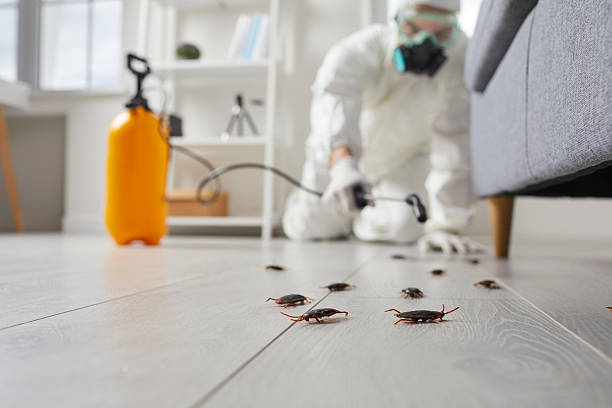 Post-Treatment Bed Bug Interceptor Monitoring in New Braunfels